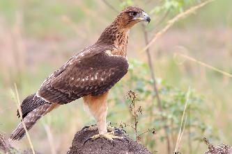 Ястребиные орлы (лат. Aquila fasciata или Hieraaetus fasciatus) Ястребиные орлы (лат. Aquila fasciata или Hieraaetus fasciatus)