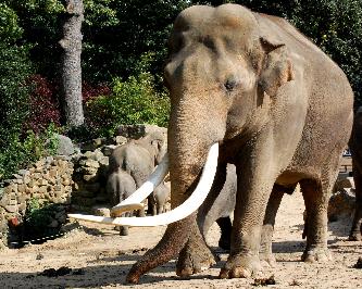 Индийский слон животное (лат. Elephas maximus) Индийский слон животное (лат. Elephas maximus)