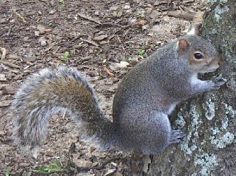 Серая белка (лат. Sciurus vulgaris) Серая белка (лат. Sciurus vulgaris)
