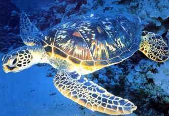 Черепаха бисса (лат. Eretmochelys imbricata) Черепаха бисса (лат. Eretmochelys imbricata)