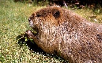 Канадский бобр (лат. Castor canadensis) Канадский бобр (лат. Castor canadensis)