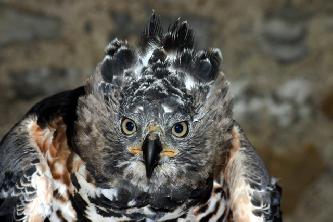 Венценосный орел (лат. Stephanoaetus coronatus) Венценосный орел (лат. Stephanoaetus coronatus)