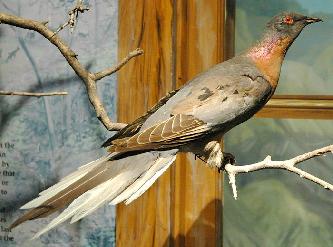 Странствующий голубь (лат. Ectopistes migratorius) Странствующий голубь (лат. Ectopistes migratorius)