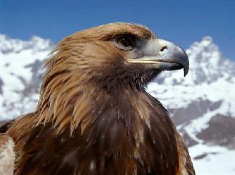Беркут птица (лат. Aquila chrysaetos) Беркут птица (лат. Aquila chrysaetos)