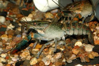 Аквариумные раки (лат. Astacus astacus) Аквариумные раки (лат. Astacus astacus)