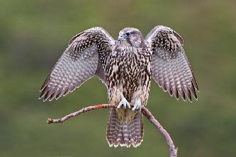 Птицы кречет (лат. Falco rusticolus) Птицы кречет (лат. Falco rusticolus)