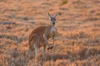 Кенгуру животное (лат. Macropus rufus) Кенгуру животное (лат. Macropus rufus)