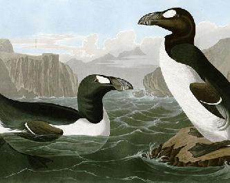Бескрылая гагарка (лат. Pinguinus impennis) Бескрылая гагарка (лат. Pinguinus impennis)