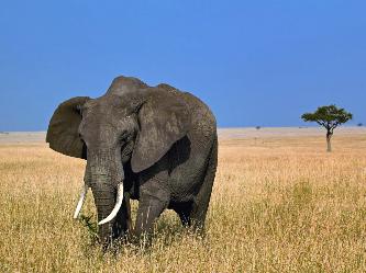 Африканский слон животное (лат. Loxodonta) Африканский слон животное (лат. Loxodonta)