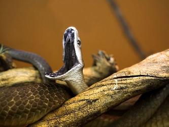 Черная мамба змея (лат. Dendroaspis polylepis) Черная мамба змея (лат. Dendroaspis polylepis)