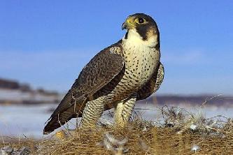 Птица сапсан (лат. Falco peregrinus) Птица сапсан (лат. Falco peregrinus)