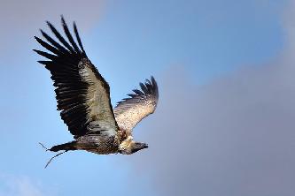 Белоголовый сип (лат. Gyps fulvus) Белоголовый сип (лат. Gyps fulvus)
