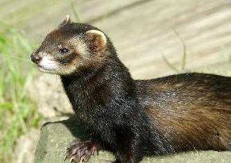 Лесной хорек (лат. Mustela putorius) Лесной хорек (лат. Mustela putorius)